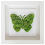 Butterfly Moss