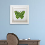Butterfly Moss