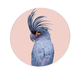 Blue Exotic Cackatoo Round - Acrylic panel