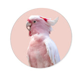 Pink Exotic Feather Coral Round - Acrylic panel