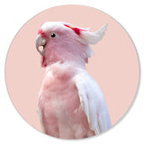 Pink Exotic Feather Coral Round - Acrylic panel