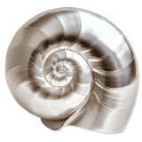 Nautilus Shell II | Acrylic Silhouette