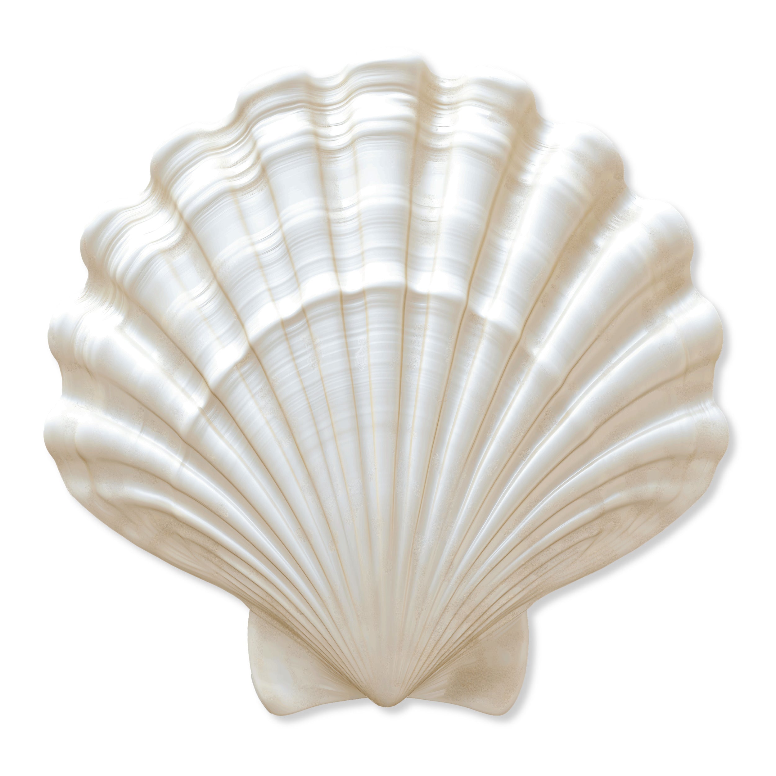Cream Fan Shell Fan Shell 3 | Acrylic Silhouette – Shop Luxe Home