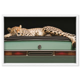 Sleepy Cadi Cheetah