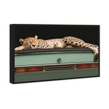 Sleepy Cadi Cheetah