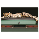 Sleepy Cadi Cheetah