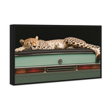 Sleepy Cadi Cheetah