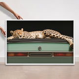 Sleepy Cadi Cheetah