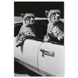 Convertible Feline II
