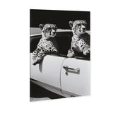 Convertible Feline II