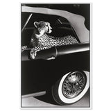 Convertible Feline I