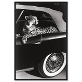 Convertible Feline I