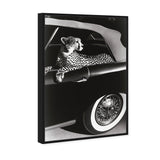 Convertible Feline I