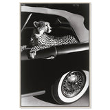 Convertible Feline I
