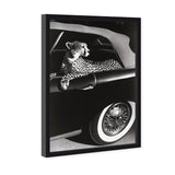 Convertible Feline I