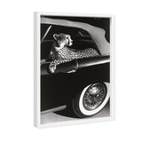 Convertible Feline I