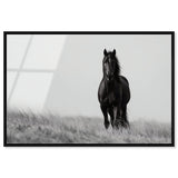 Lone Stallion I