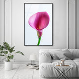 Pink Luminescence I
