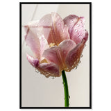 Droplet Tulip I