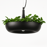 Aula Pendant Light