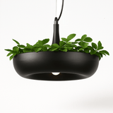 Aula Pendant Light